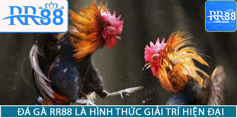 Đá gà RR88 là hình thức giải trí hiện đại